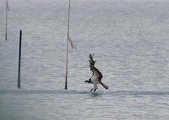 ミサゴ　１１/６❸