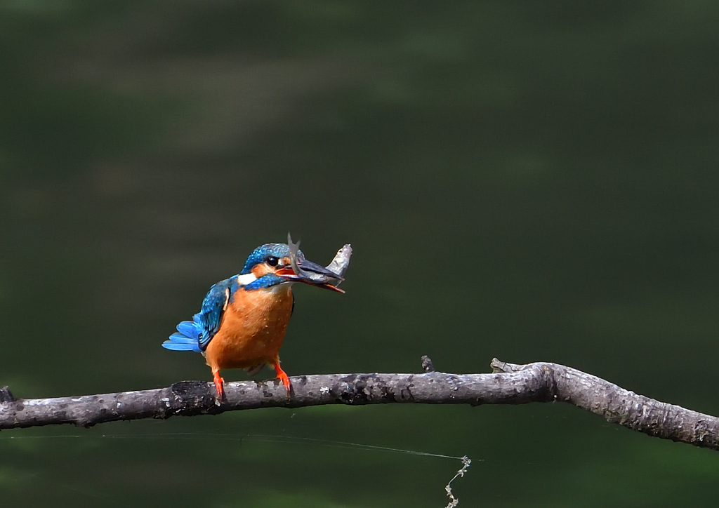 いつもの公園　６/１❺