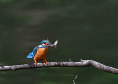 いつもの公園　６/１❺