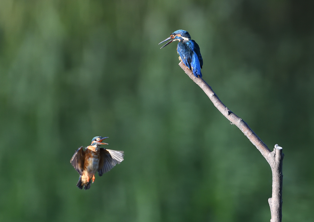 2羽のカワセミ　９/６❶