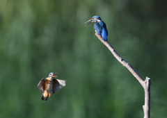 2羽のカワセミ　９/６❶