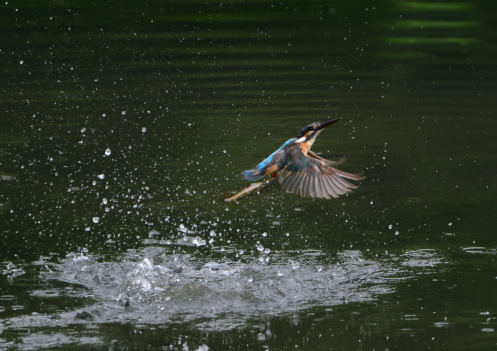 ダイブ　８/２０❹