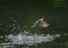 ダイブ　８/２０❹