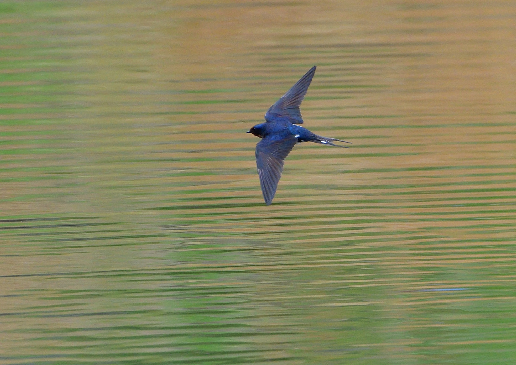 ツバメ飛ぶ　４/１