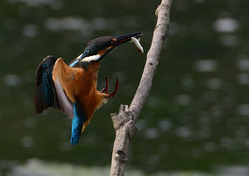 止まり木　７/２９②