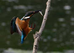 止まり木　７/２９②