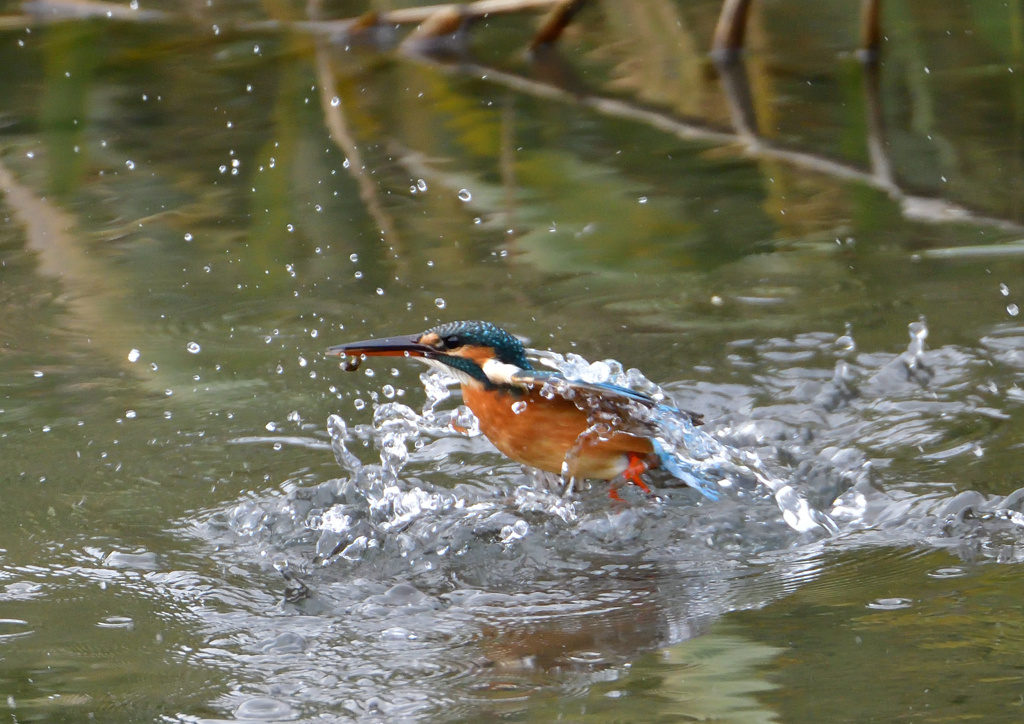 ダイブ　１２/１５❹