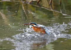 ダイブ　１２/１５❹