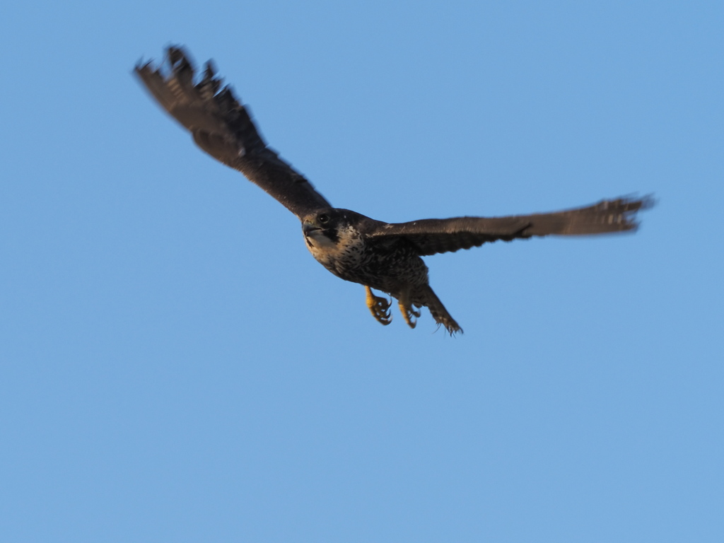 ハヤブサ　１/２５❷