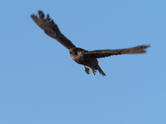 ハヤブサ　１/２５❷