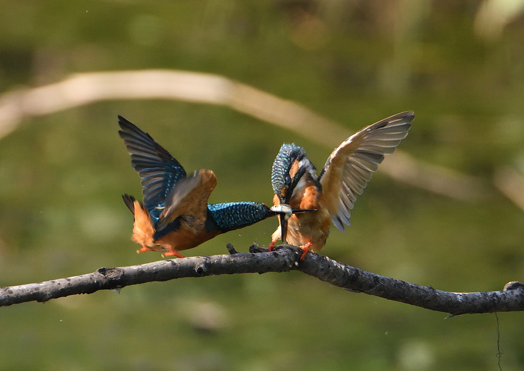 2羽のカワセミ　９/１０❹