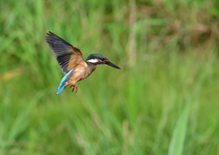 ホバリング　８/１０❷