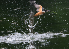 若鳥ダイブ　７/９❶