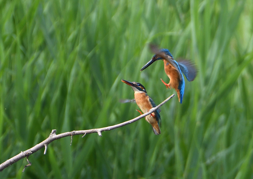 カワセミの交尾　５/２６❺