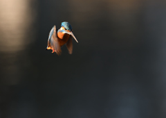 雄のホバリング❺