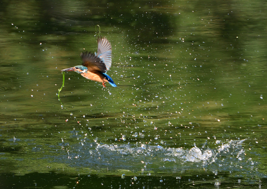 ダイブ　８/１３⓫