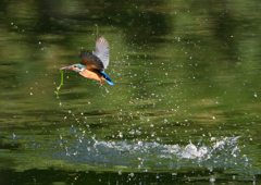 ダイブ　８/１３⓫