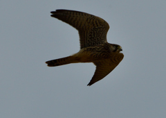 チョウゲンボウ　６/９❸