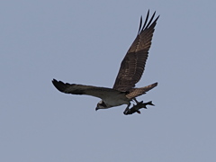 ミサゴ　１０/２１➍