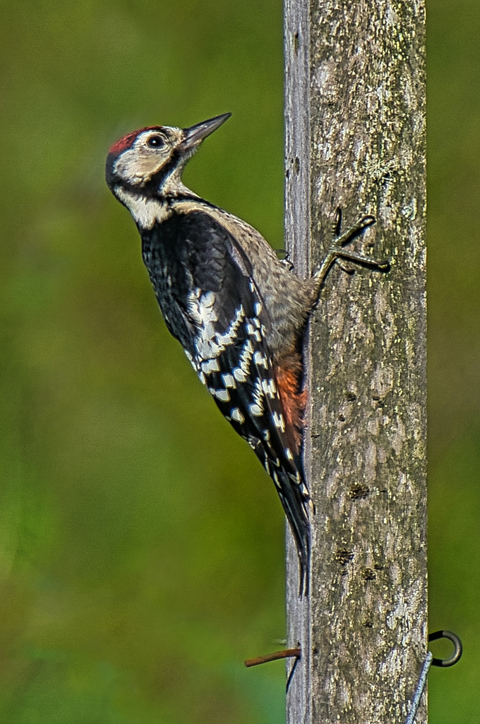 オオアカゲラ　７/１８