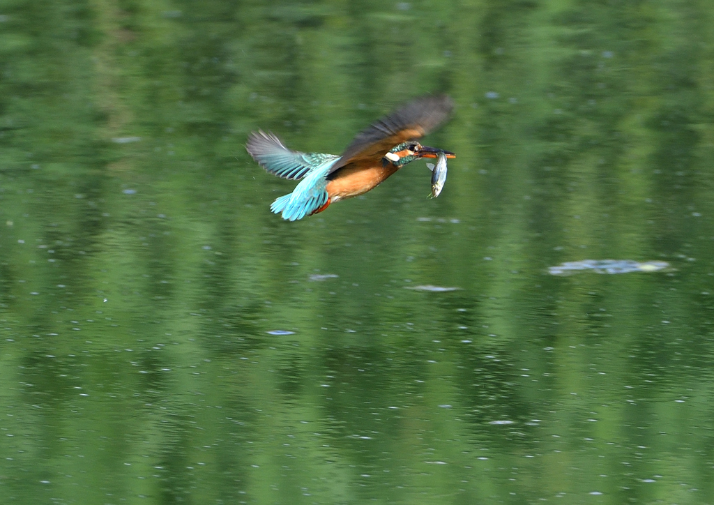 魚を・・・・　５/６❶