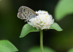 ヤマトシジミ　７/２７①