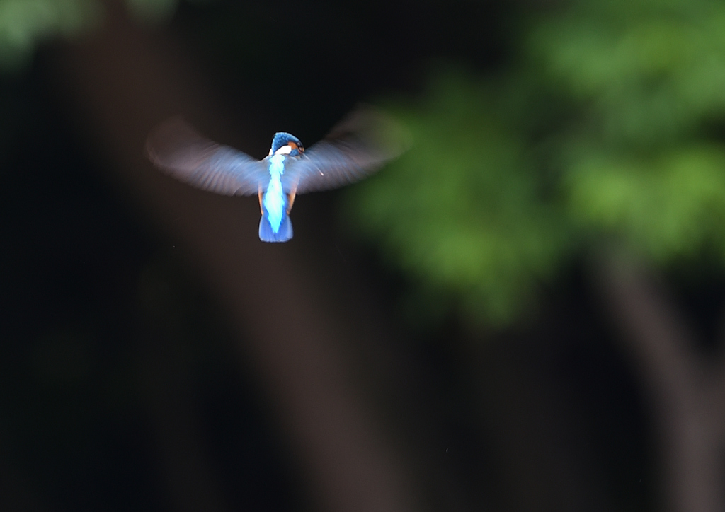 ホバ　５/１８❹