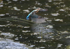 幼鳥、奮闘する　６/１４❷