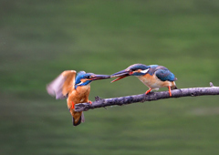 給餌を・・・・　７/１２➂