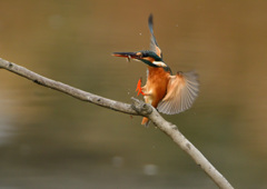 止まり木　１２/９