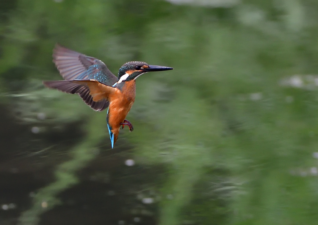 ホバリング　７/２９①