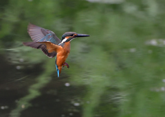 ホバリング　７/２９①