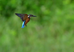 ホバリング　７/２９➈