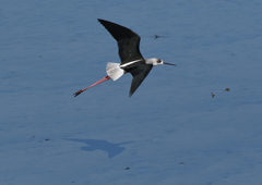 セイタカシギ　❶