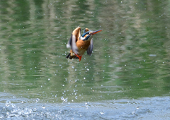 ダイブ　４/２２❾