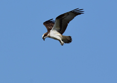 ミサゴ　１０/５❷