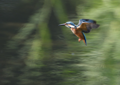 若鳥の雄・ホバる　９/１０❷