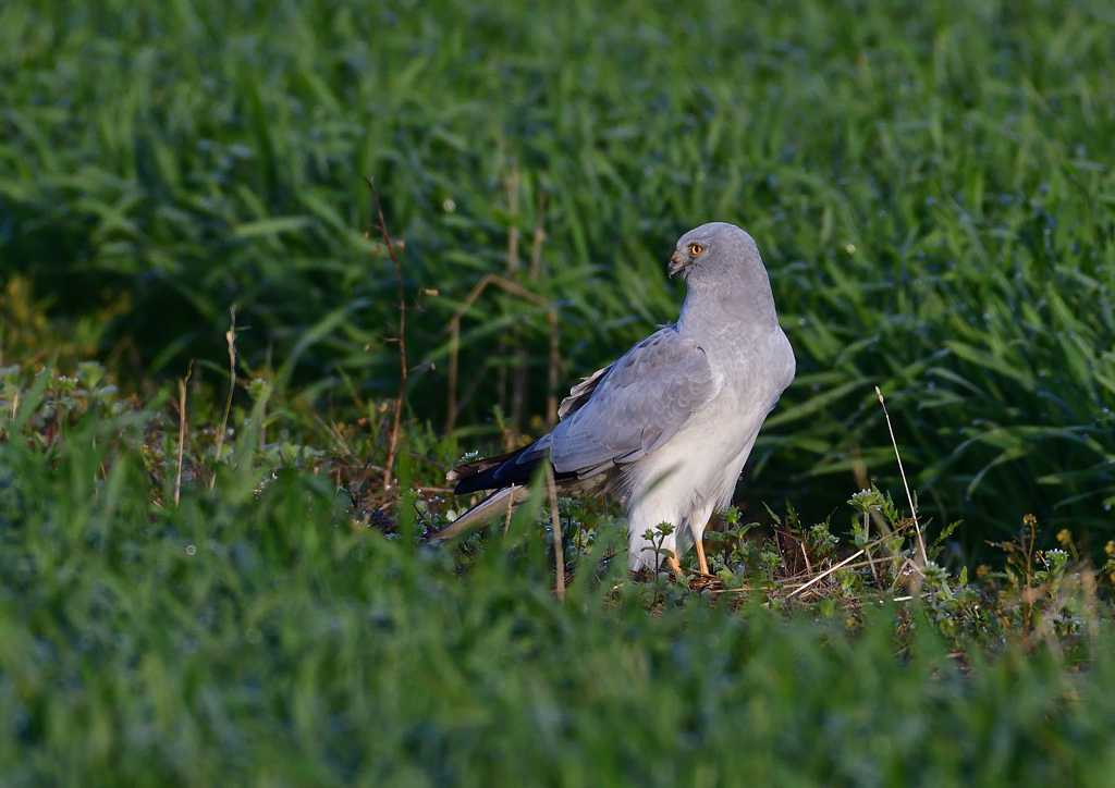 ハイイロチュウヒ　３/１３❷