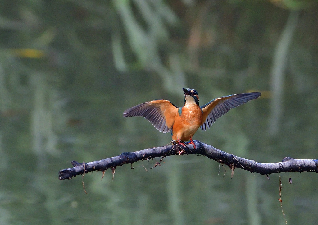 いつもの公園　７/２２①