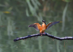 いつもの公園　７/２２①