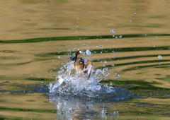 水飛沫　５/１❶