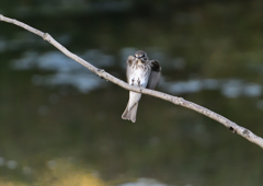 エゾビタキ　④