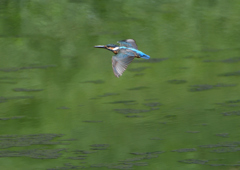   コバルトブルー④