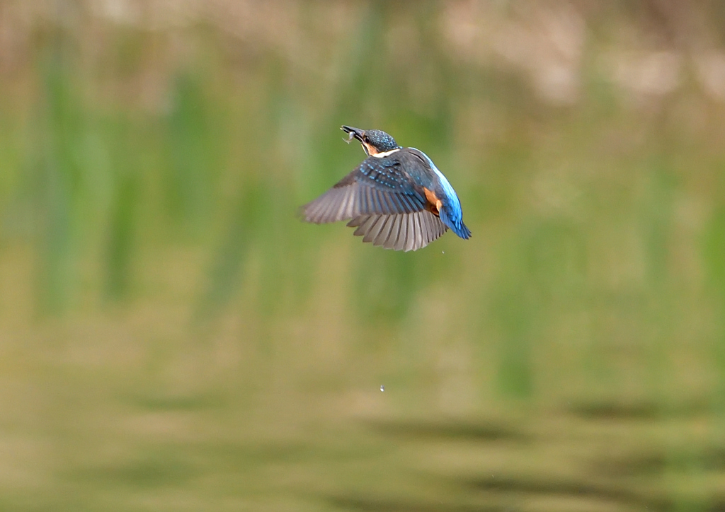 いつもの公園　若鳥登場　６/６❸