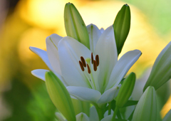 ゆり園　６/２０❾