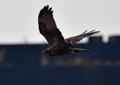 チュウヒ　１２/１８❷