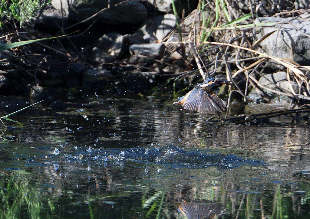 ダイブ　８/１３❶