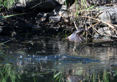 ダイブ　８/１３❶