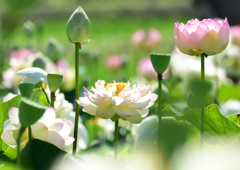 ハスの花　６/２１❹