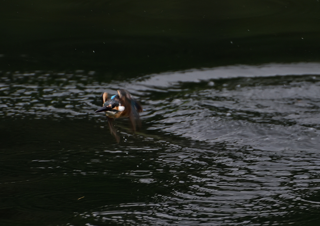 飛翔　８/２０❶